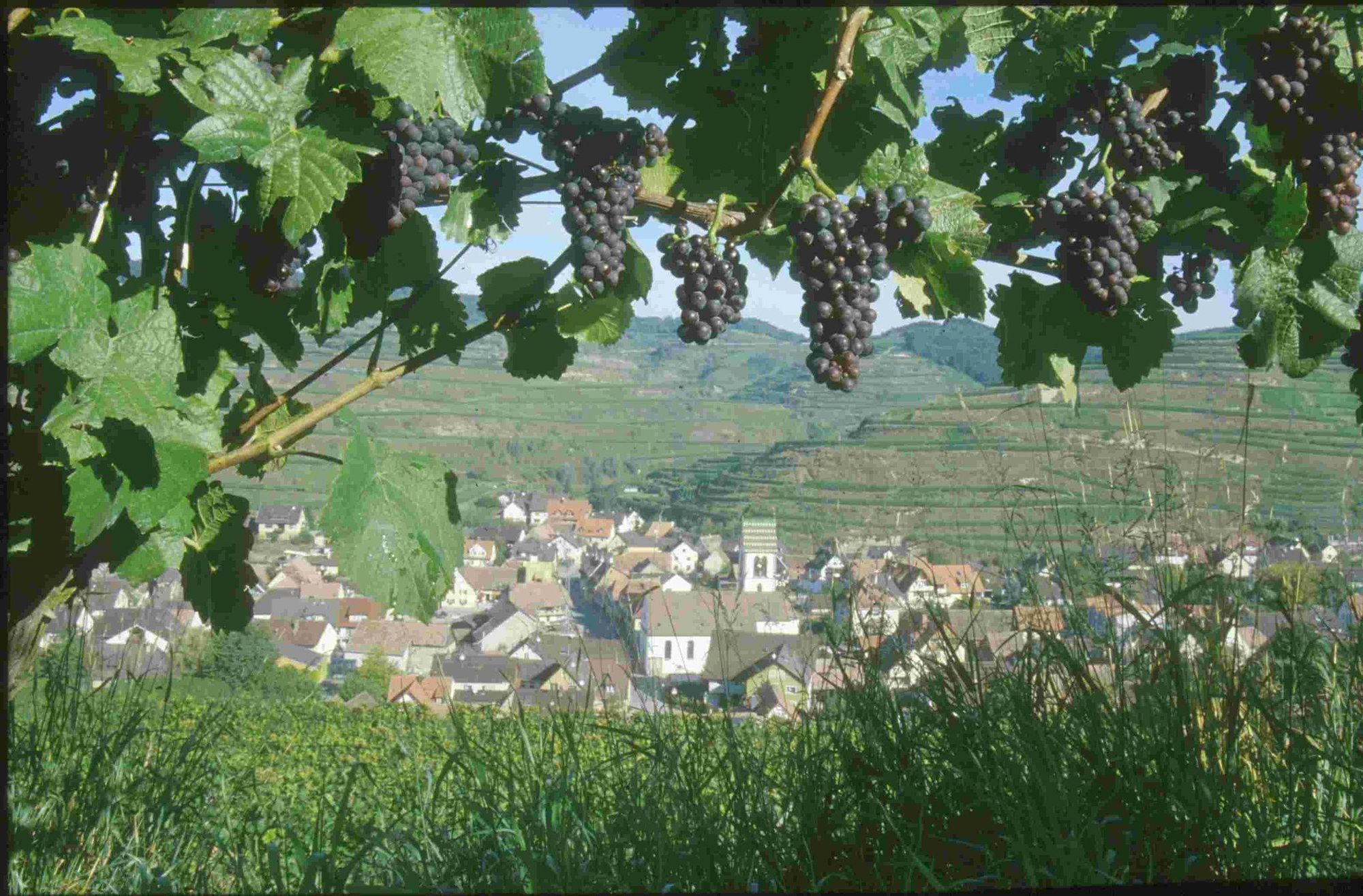 福格茨堡 Schwarzer Adler酒店 便利设施 照片